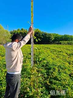 100厘米五叶地锦