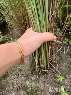 高度60厘米细叶芒