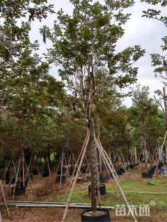 12公分黄花风铃木