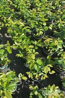 高度40厘米蓝莓小苗