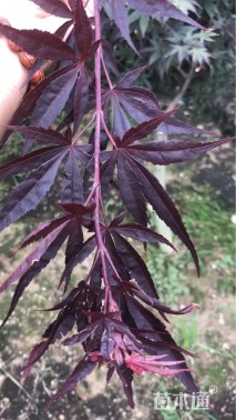 高度50厘米三季红红枫