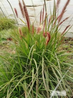 高度40厘米狼尾草