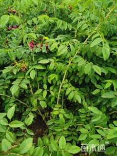 高度50厘米四季玫瑰