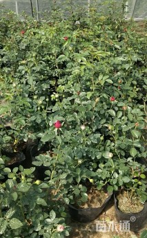 高度35厘米月季