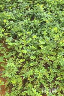 高度20厘米蔷薇