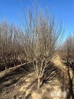 高度220厘米木槿