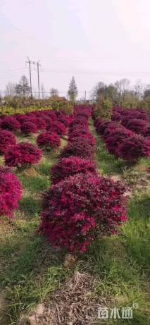 冠幅80厘米红花继木球