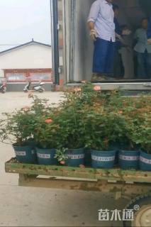 高度40厘米月季