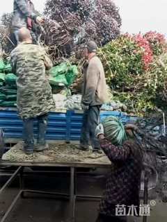 冠幅180厘米红叶石楠球