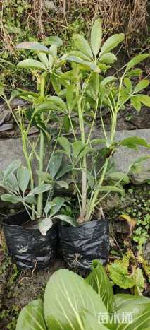 高度35厘米鸭脚木