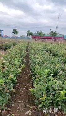 高度50厘米油茶