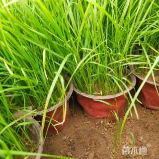 高度20厘米狼尾草