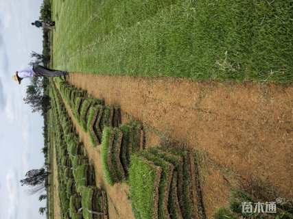 草卷状马尼拉草