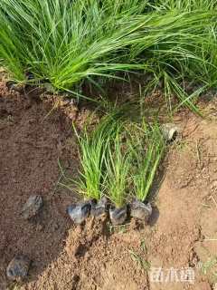 高度10厘米青绿苔草