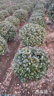 冠幅100厘米无刺枸骨球