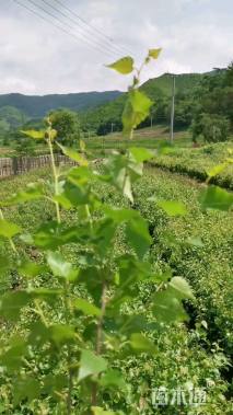 0.5公分白桦