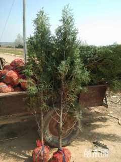 高度200厘米侧柏小苗