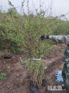 高度100厘米水栒子