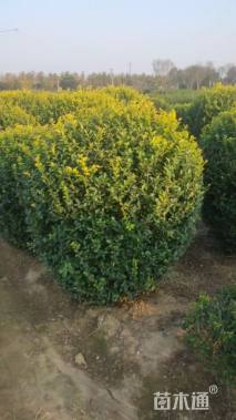 冠幅100厘米金叶女贞球