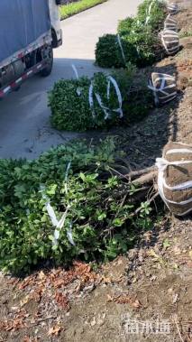 冠幅150厘米大叶黄杨球