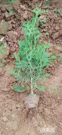 高度120厘米侧柏