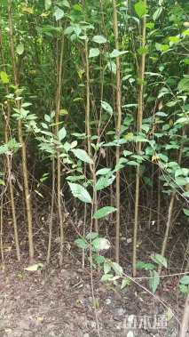 高度80厘米榆树小苗