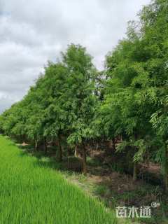 18公分墨西哥落羽杉