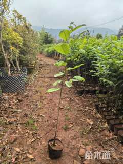 高度50厘米板栗小苗