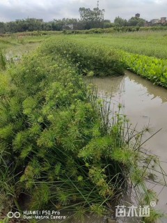 高度60厘米纸莎草