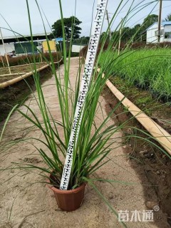 高度50厘米矮蒲苇