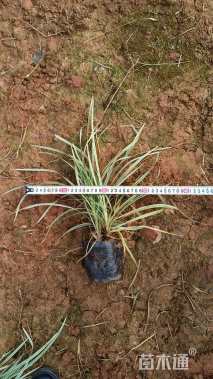 高度20厘米丽蚌草