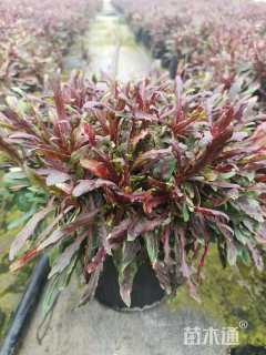 高度20厘米紫叶千鸟花