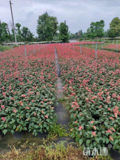 高度40厘米超级一串红