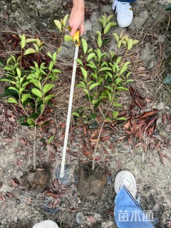 高度50厘米红叶石楠小苗