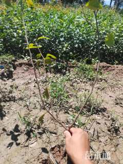 高度50厘米贴梗海棠