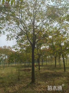 15公分栾树