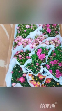 高度40厘米玛格丽特花