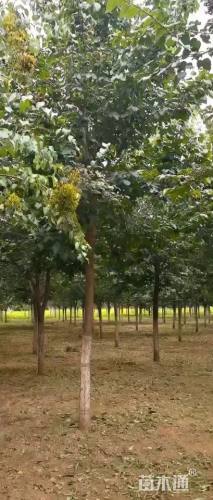 8公分暴马丁香