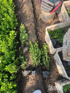 高度25厘米瓜子黄杨