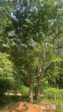 40公分(3杆)丛生朴树