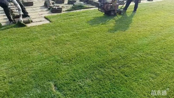 草卷状百慕大草