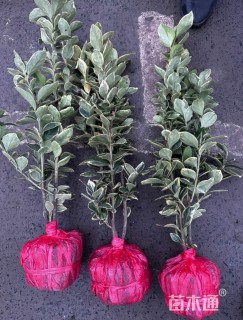 高度45厘米金边黄杨