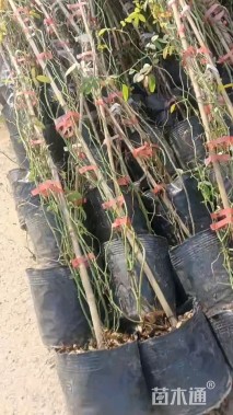 5公分造型川滇蜡树