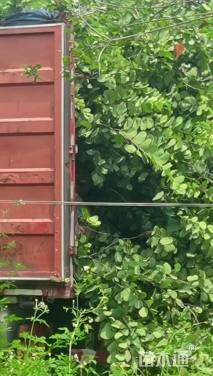 高度500厘米紫荆