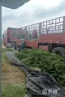 高度60厘米卫矛小苗