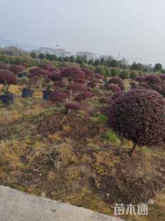 5公分造型红花继木桩