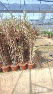 高度150厘米七彩铁