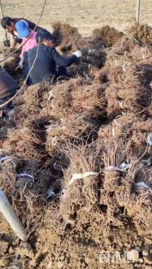 60厘米美国地锦