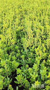 高度30厘米海桐