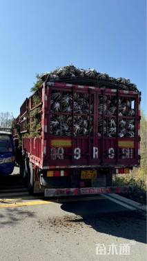 高度150厘米青海云杉
